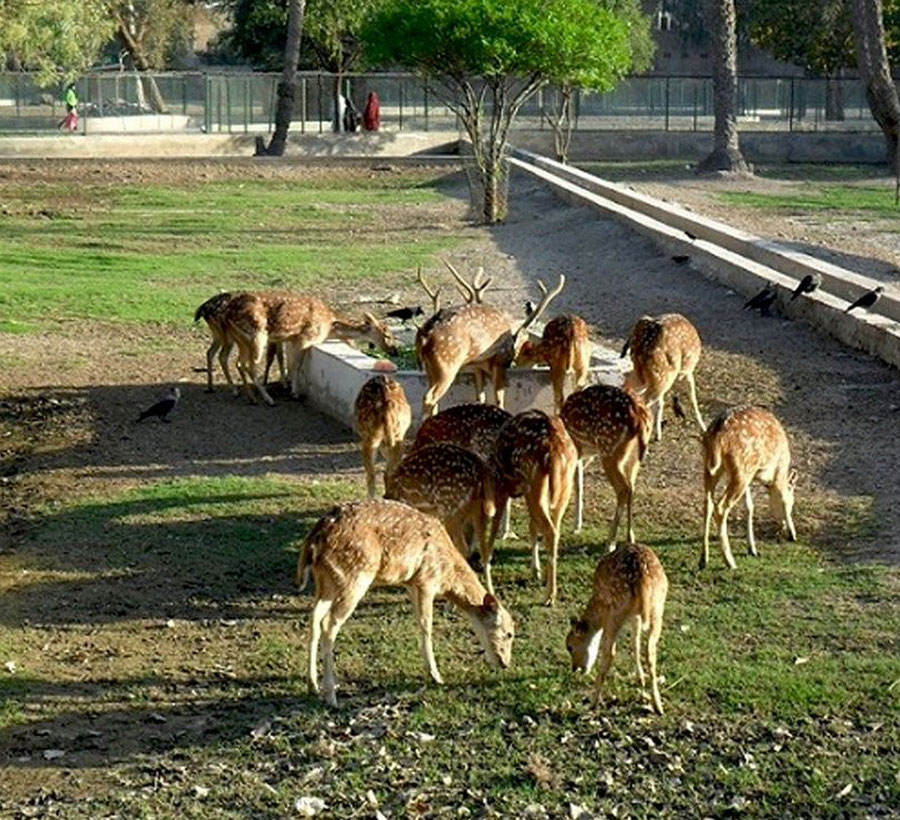 Bahawalpur Zoo