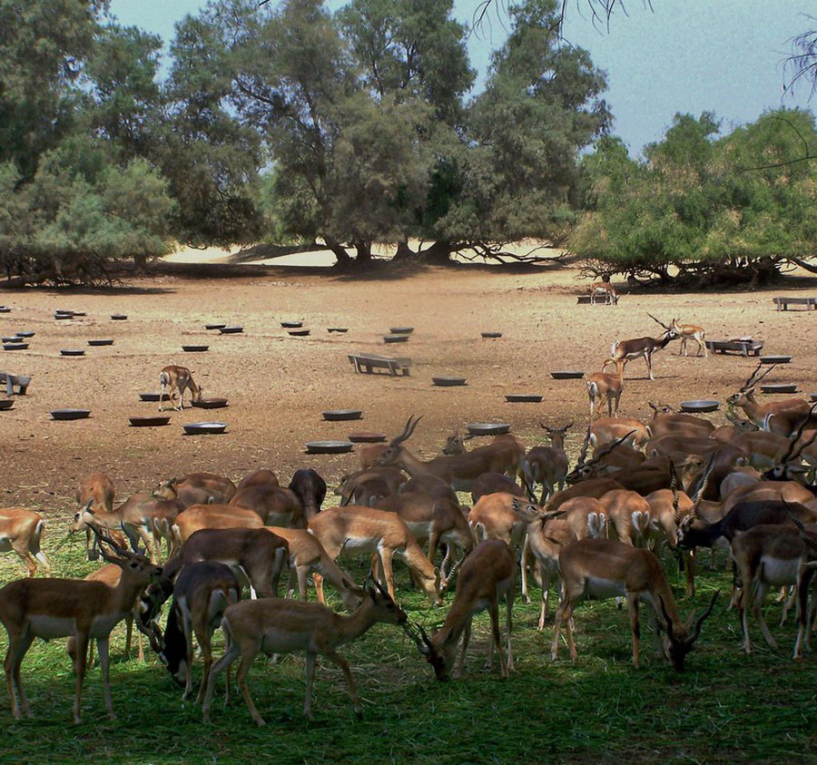 Lal Suhanra National Park